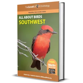 All About Birds Southwest